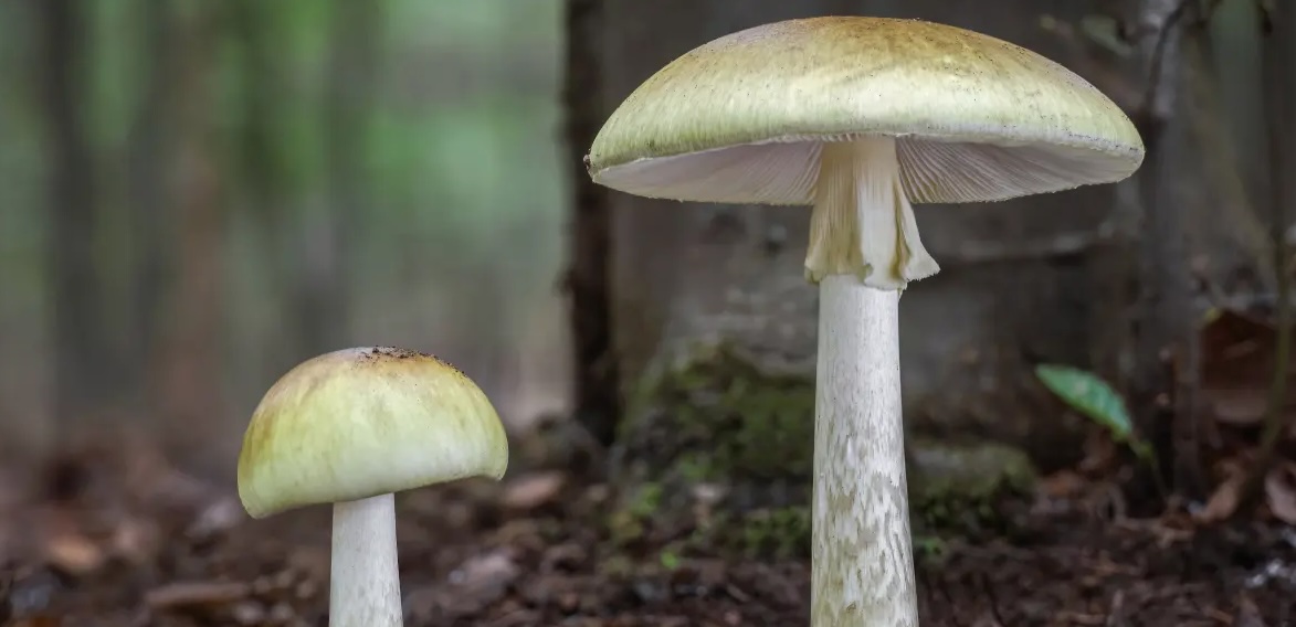 Amanita-falloides-copertina-W_copia.jpg