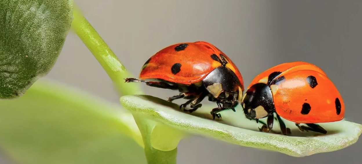 COCCINELLE