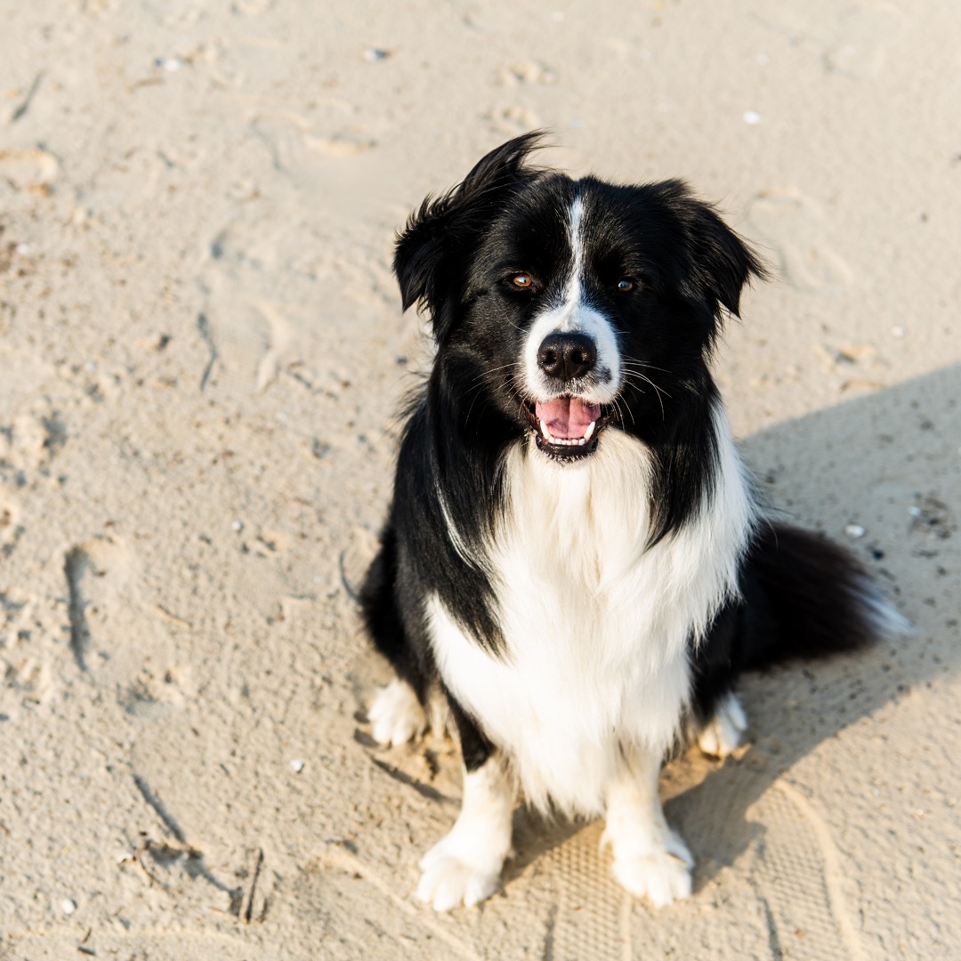 Cane_in_spiaggia.jpeg