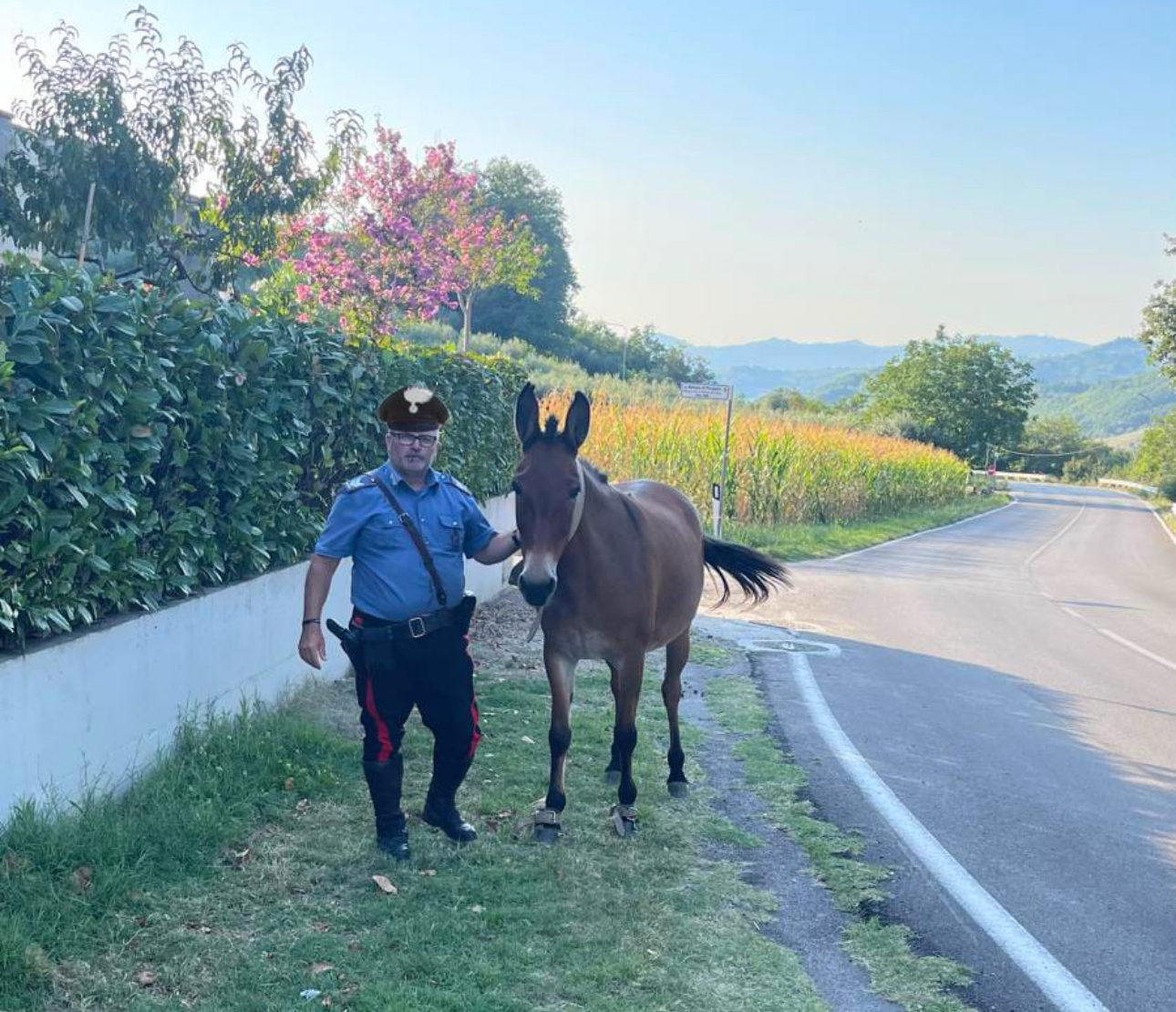 Cavallofuga