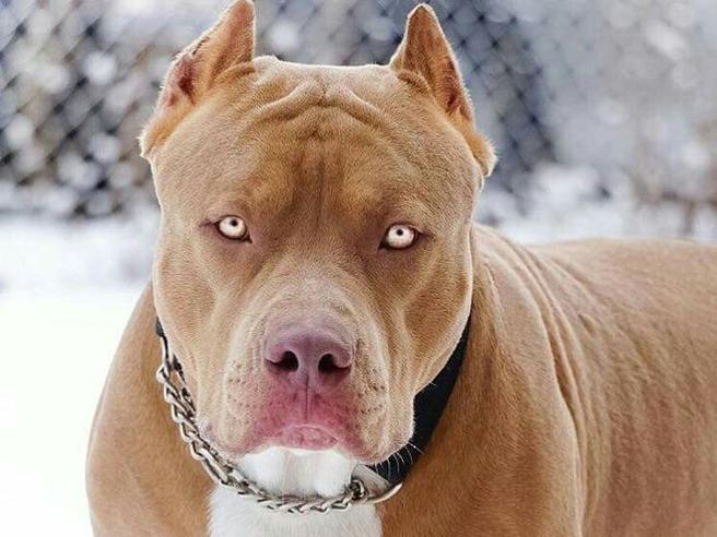 Pittbull