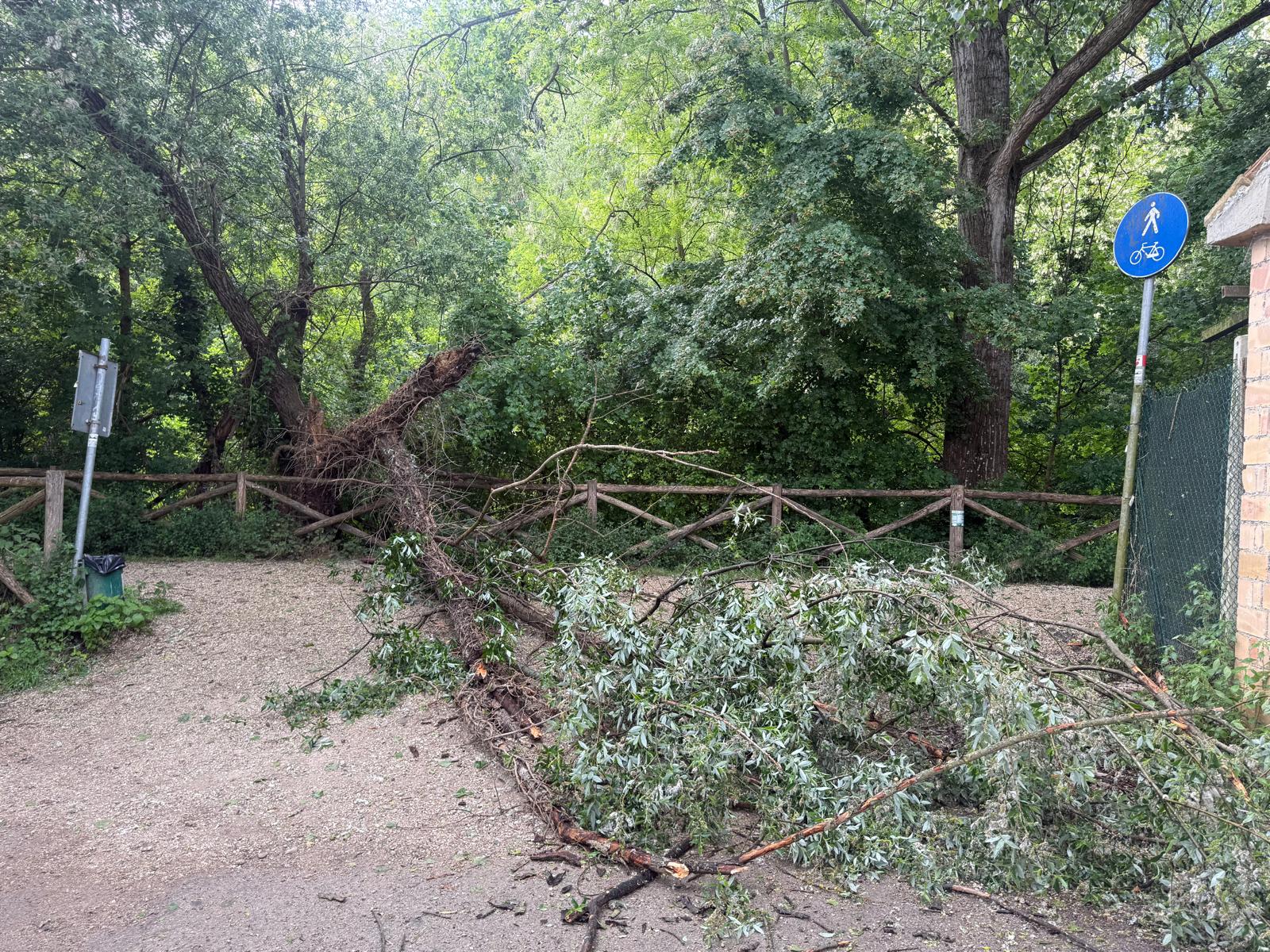 alberoaa.jpeg