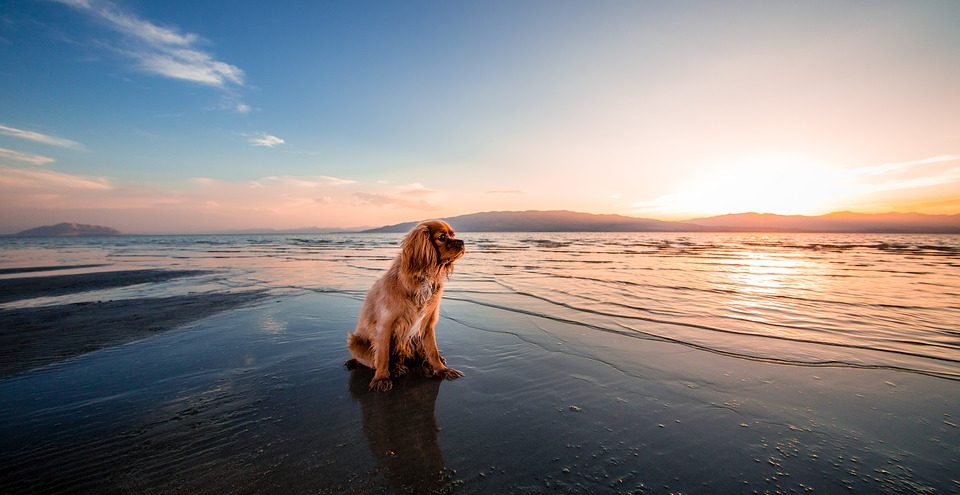 cane spiaggia tramonto 960x495