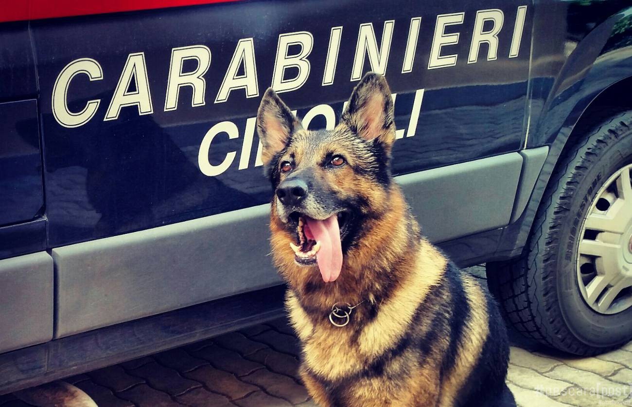 carabinieri-cinofili.jpg