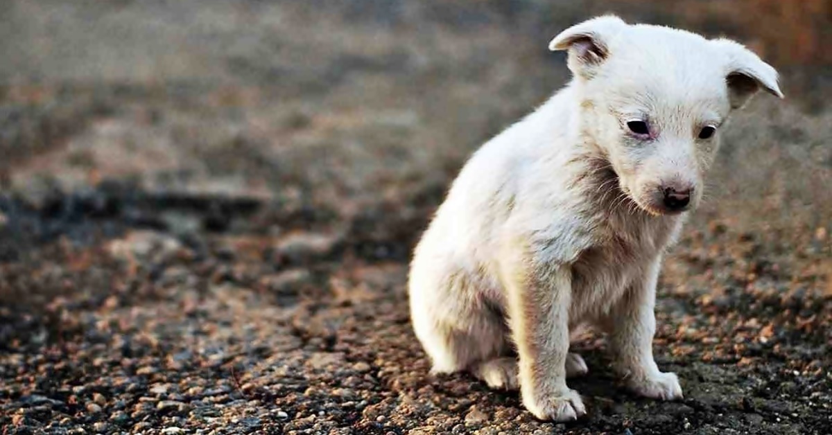 catturare-un-cucciolo-di-cane-randagio.jpg