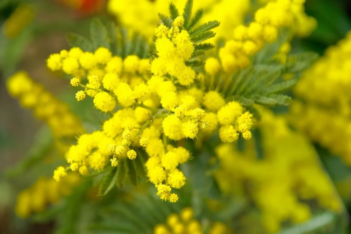 mimosa_donna_2020_pixabay.jpg