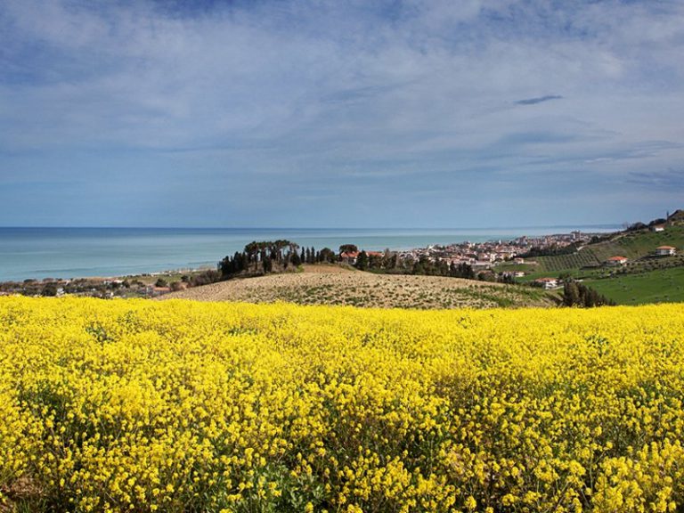 panoramica verso nord della riserva del borsacchio sul mare 768x576