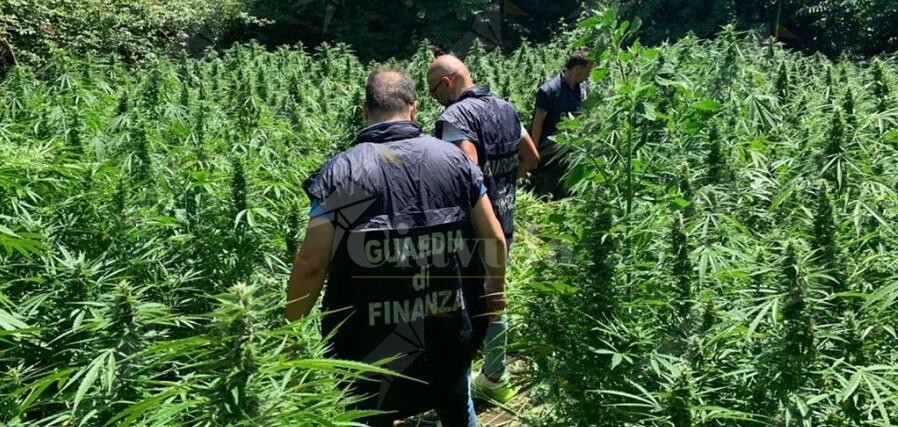 piantagione-di-marijuana-guardia-di-finanza-di-napoli.jpg