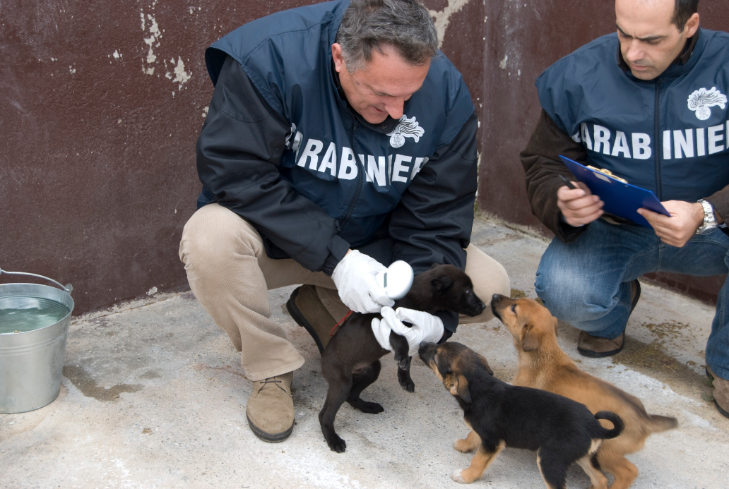 veterinarinas